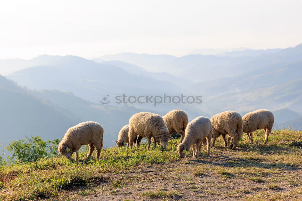 Image, Stock Photo Sheep loves me YEAH YEAH YEAH YEAH