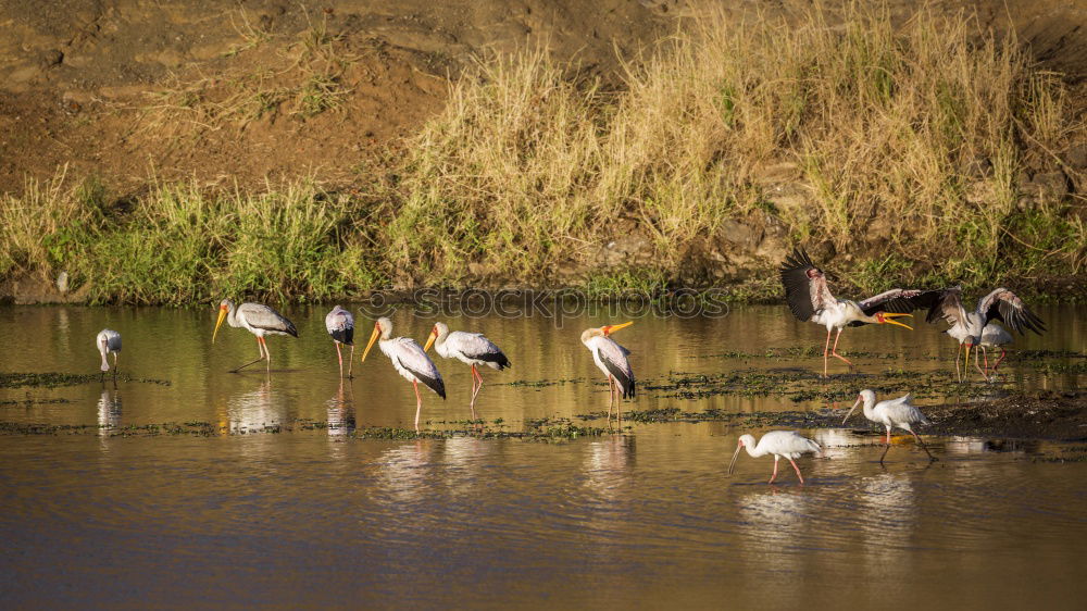 Similar – Foto Bild im Gänsemarsch Landschaft