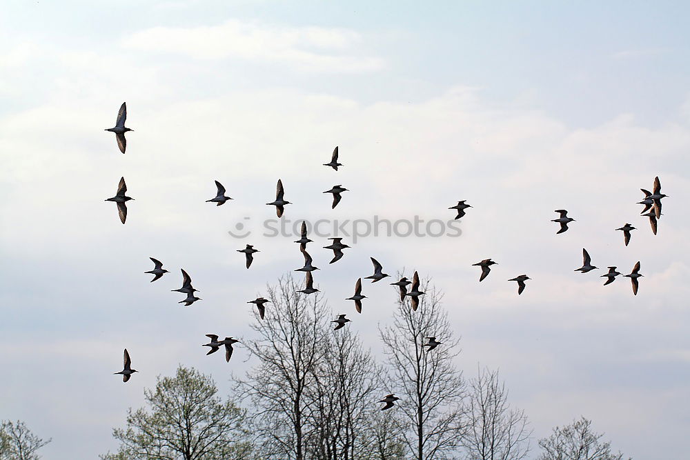 Similar – Image, Stock Photo PC-7 Swiss: Diamond (formation) circles above a cherry tree