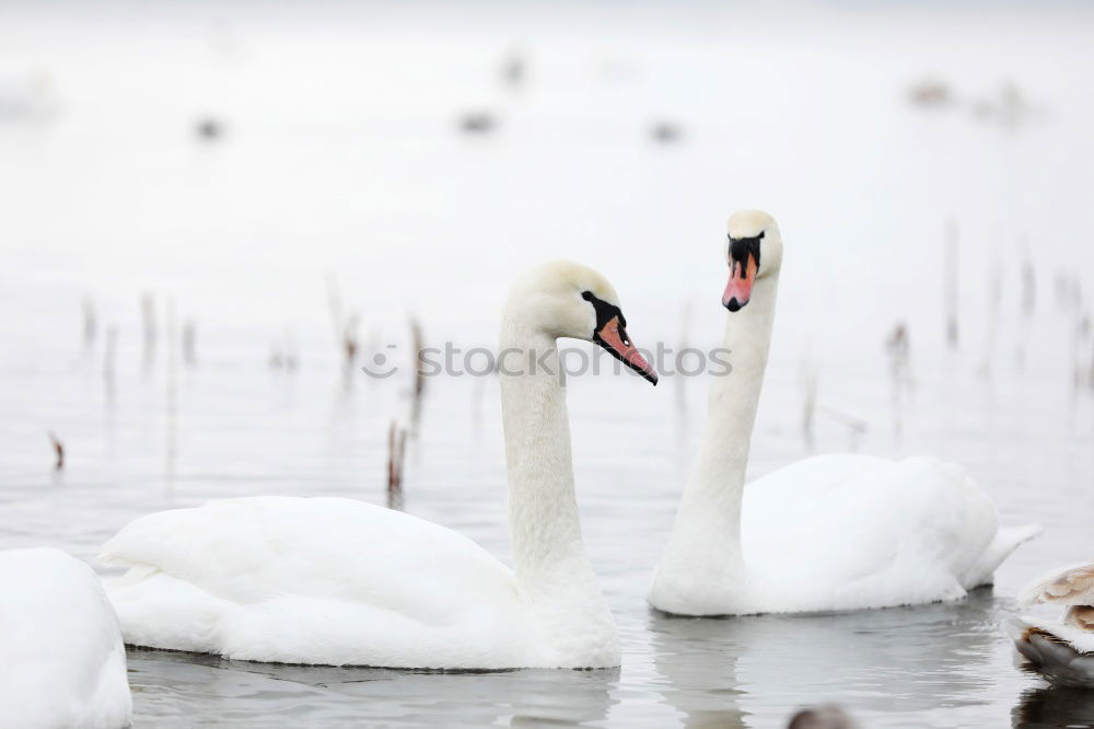 Similar – Foto Bild winterschönheit Schwan