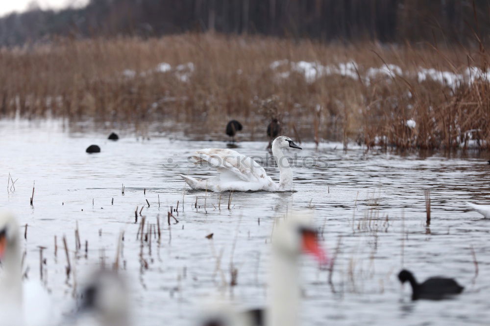 Similar – boot am see Freude