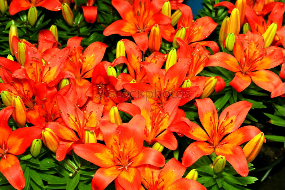 Similar – tulips Tulip Flower