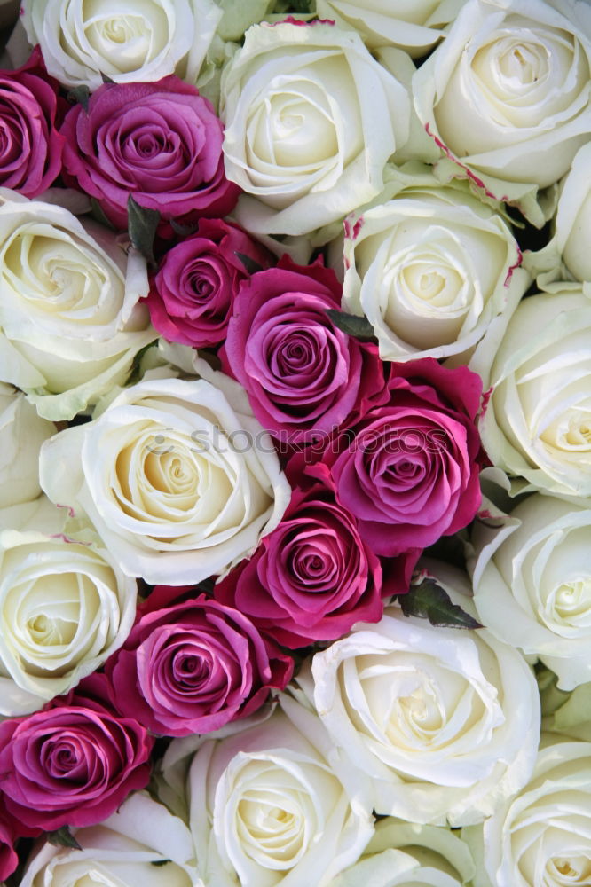 Similar – Image, Stock Photo valentine delay
