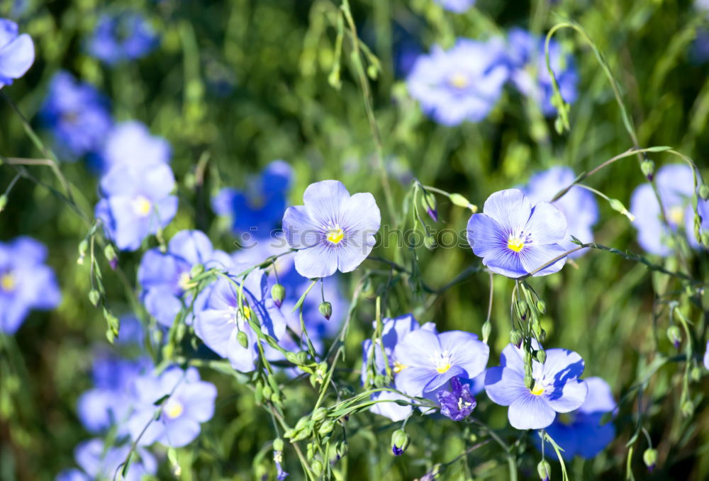 Similar – Image, Stock Photo cornflower blue. Grain