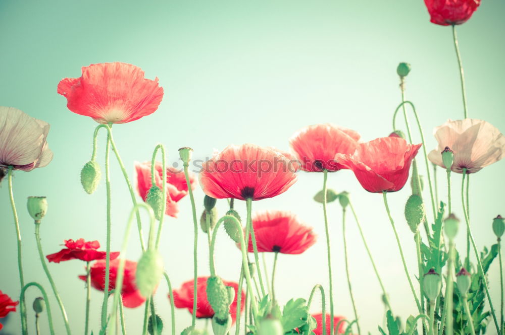 Similar – Image, Stock Photo poppy dream Summer