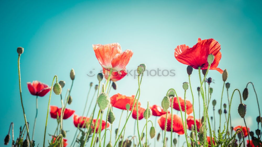 Similar – red poppy Relaxation Calm