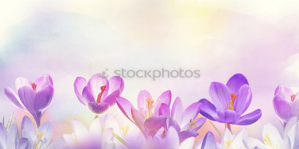 Similar – Image, Stock Photo Yellow flowering buds of a lily