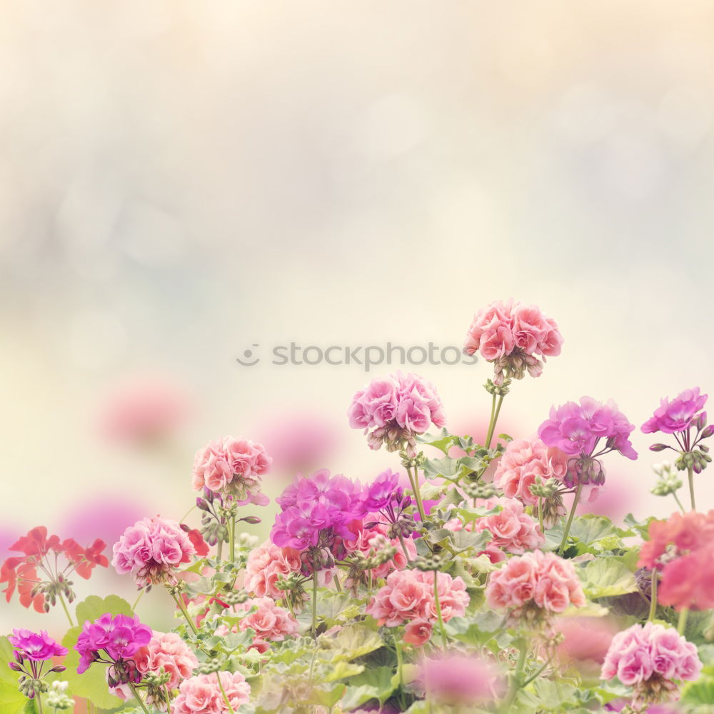 Similar – Image, Stock Photo snow flowers Nature Plant