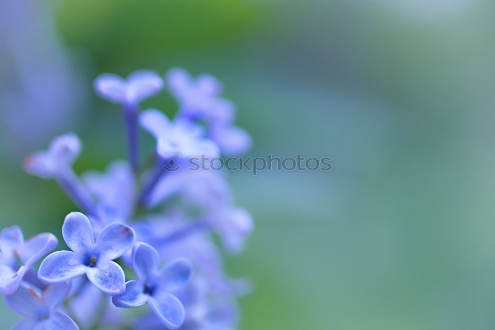 Similar – Blue miracle Flower Spring