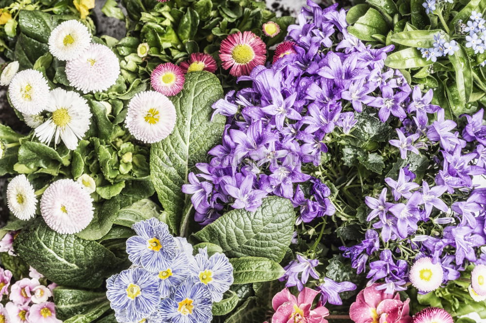 Similar – Selection of summer garden flowers in pots