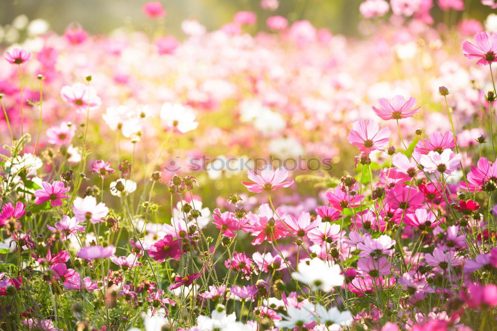 Similar – Image, Stock Photo spring splendour