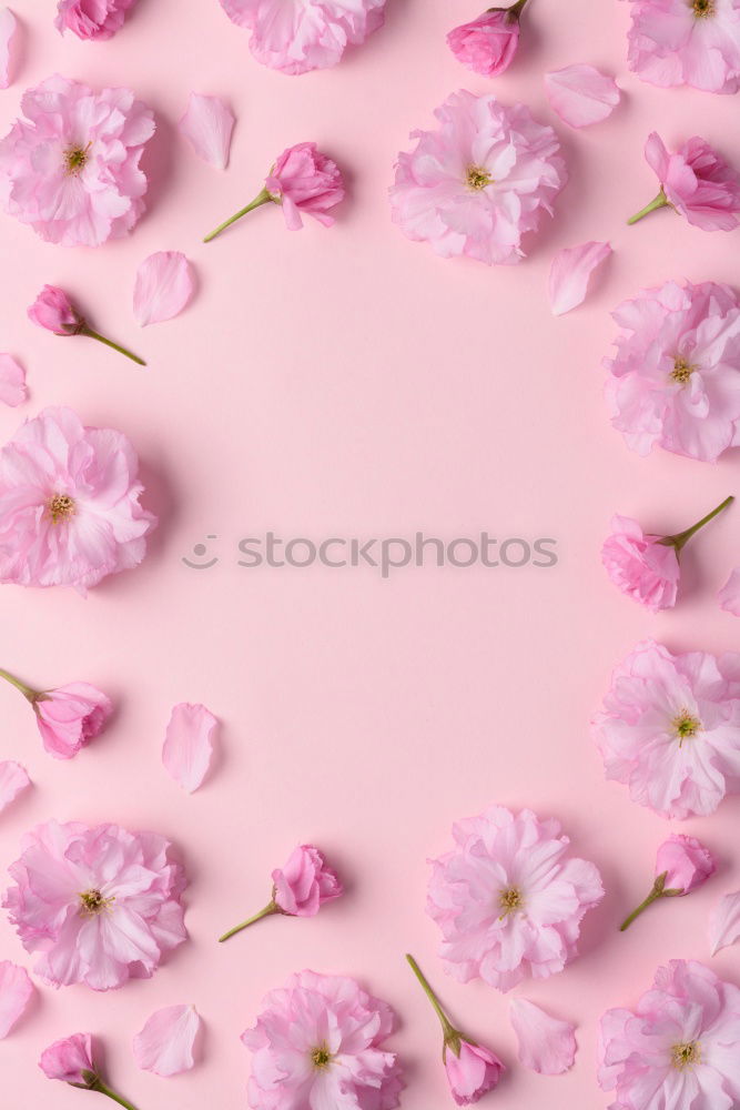 Similar – Image, Stock Photo White flower on pastel pink background