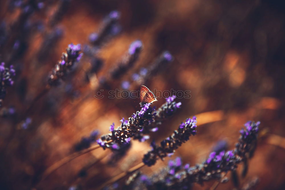 Similar – Image, Stock Photo Lavender blooms in the summer garden