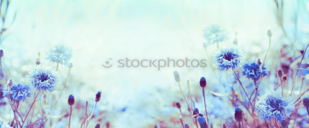 Similar – Image, Stock Photo forest grass