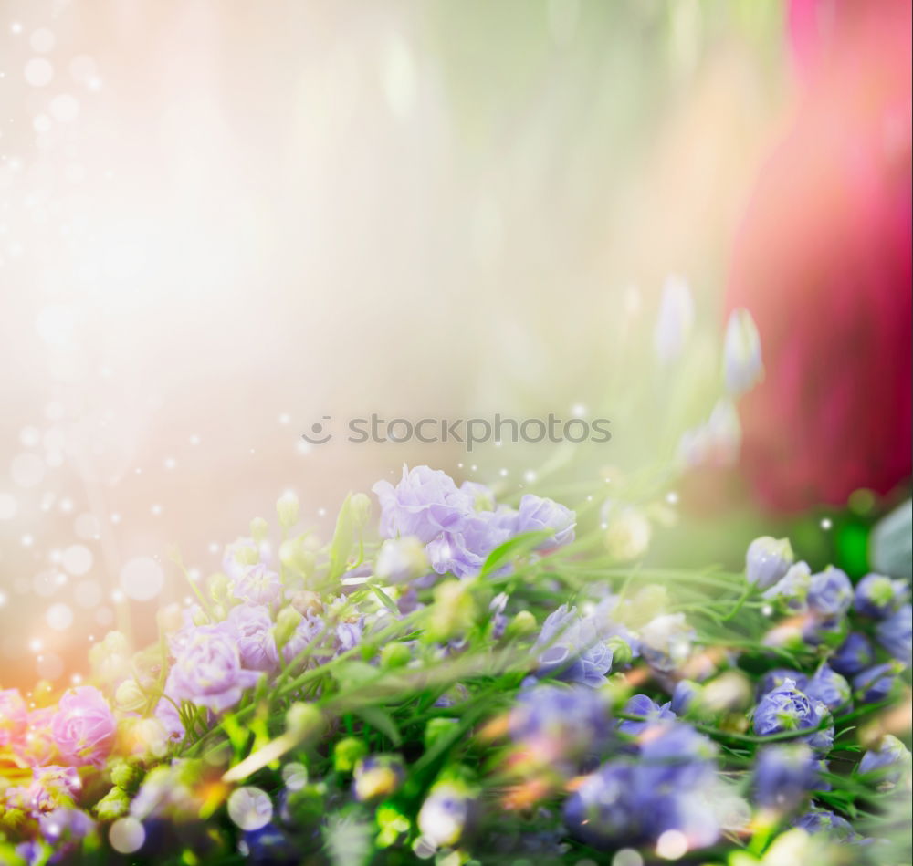 Similar – Image, Stock Photo Spring nature background with white flowers