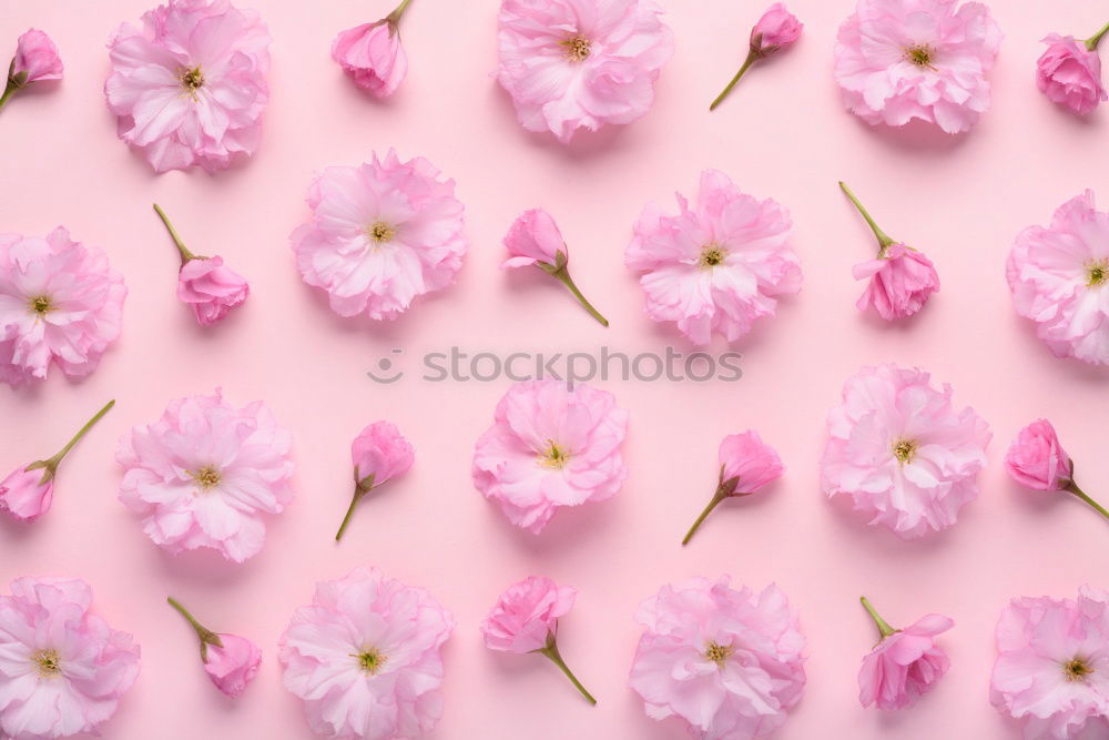 Similar – Beautiful bouquet of flowers. Daffodils with blank label card