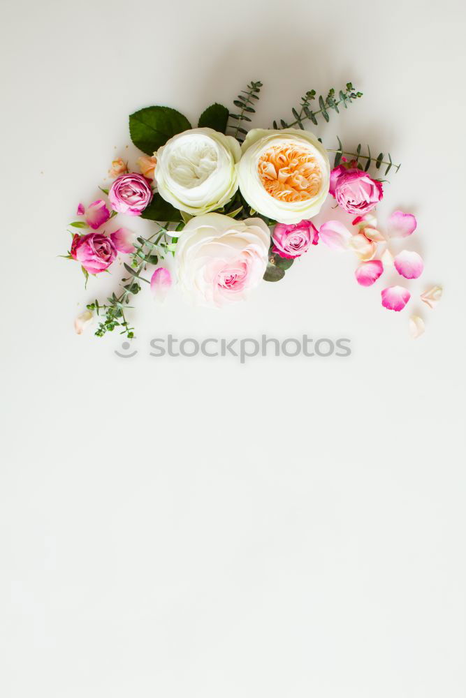 Similar – Beautiful gardenflowers on light green background