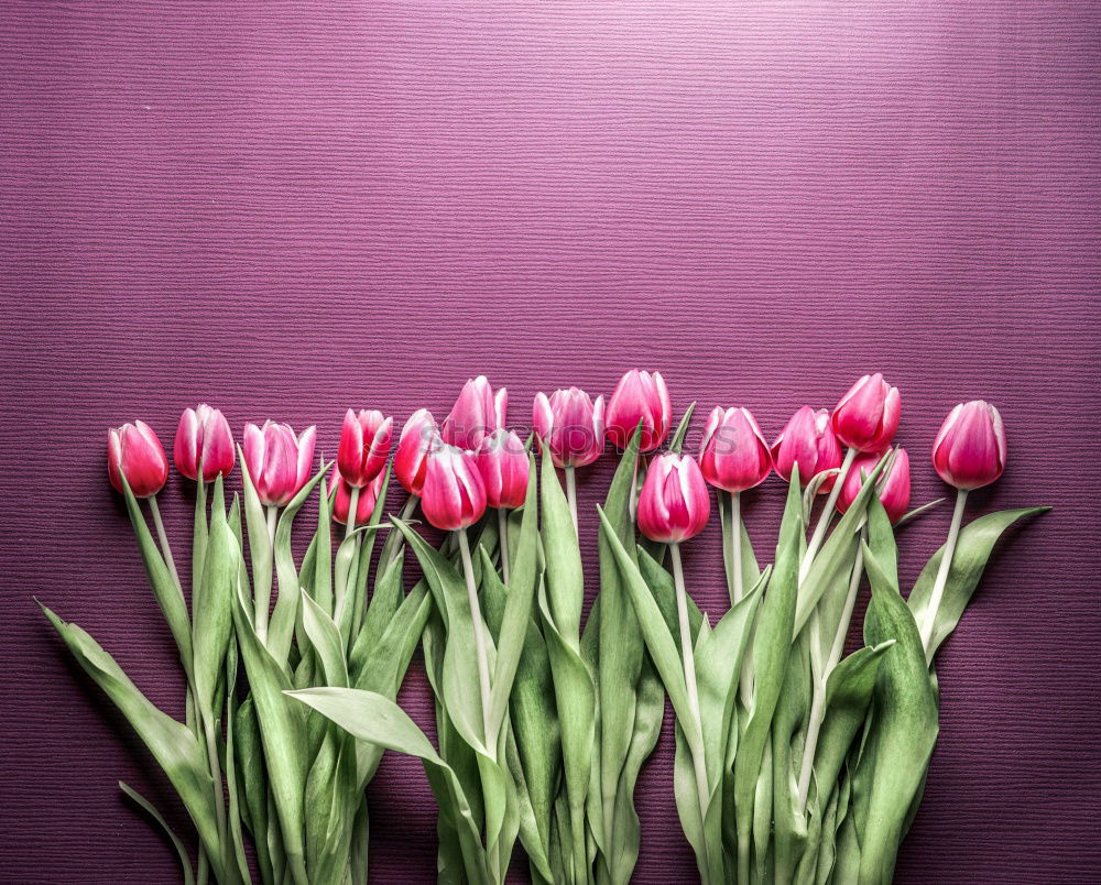 Similar – Red Tulips Bouquet On Wood Table