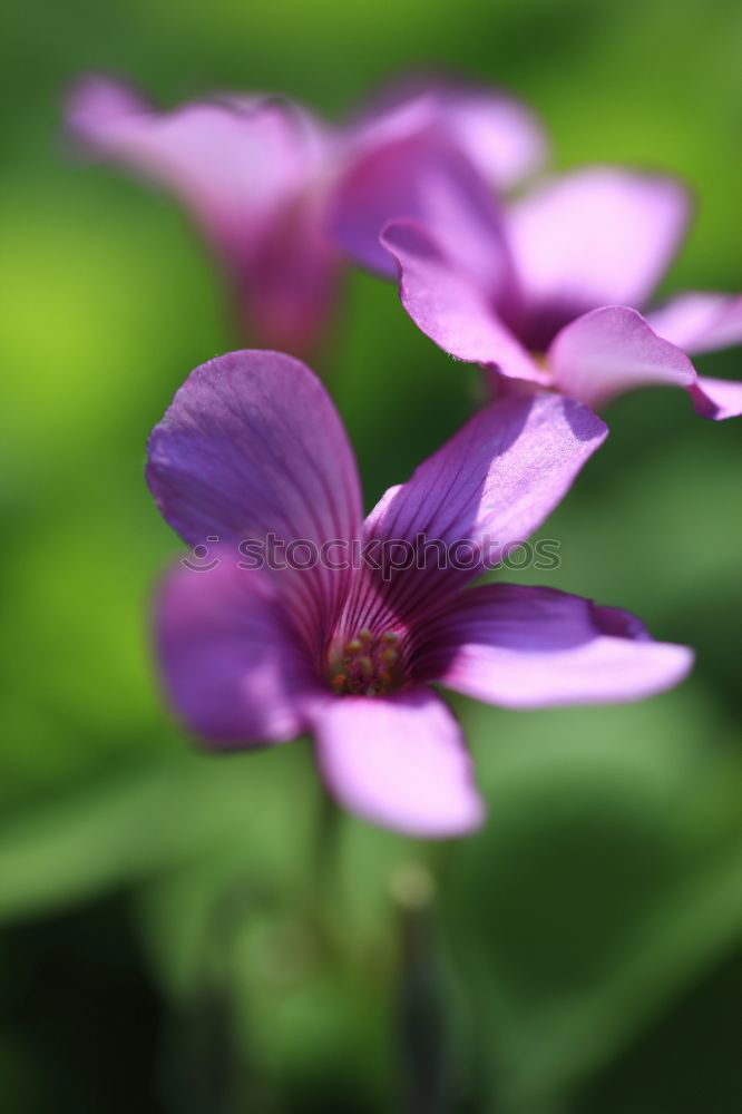 Similar – Image, Stock Photo From next door Flower