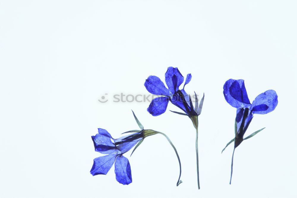 Similar – Image, Stock Photo flora Flower