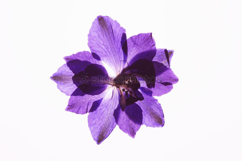 Similar – Crowned anemone with violet against a light background