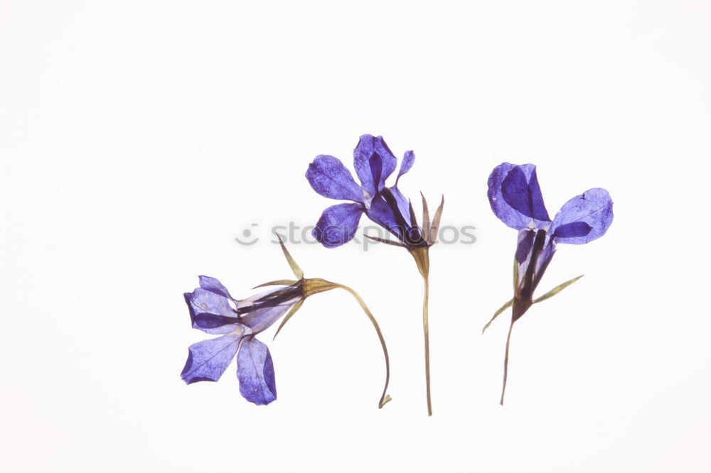 Similar – Crowned anemone with violet against a light background