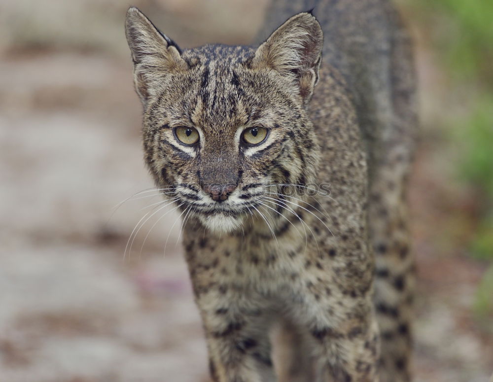 Similar – Lynx Lynx Animal face Pelt