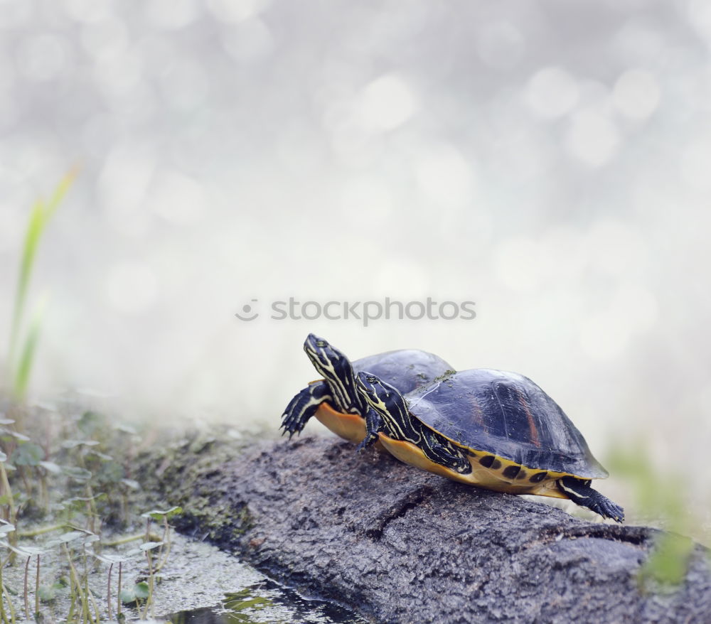 Similar – Image, Stock Photo Garden snail on the way