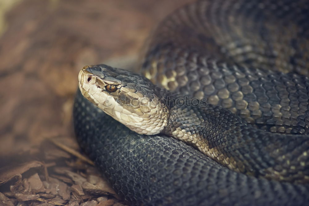 Similar – Image, Stock Photo macro portrait of beautiful european snake