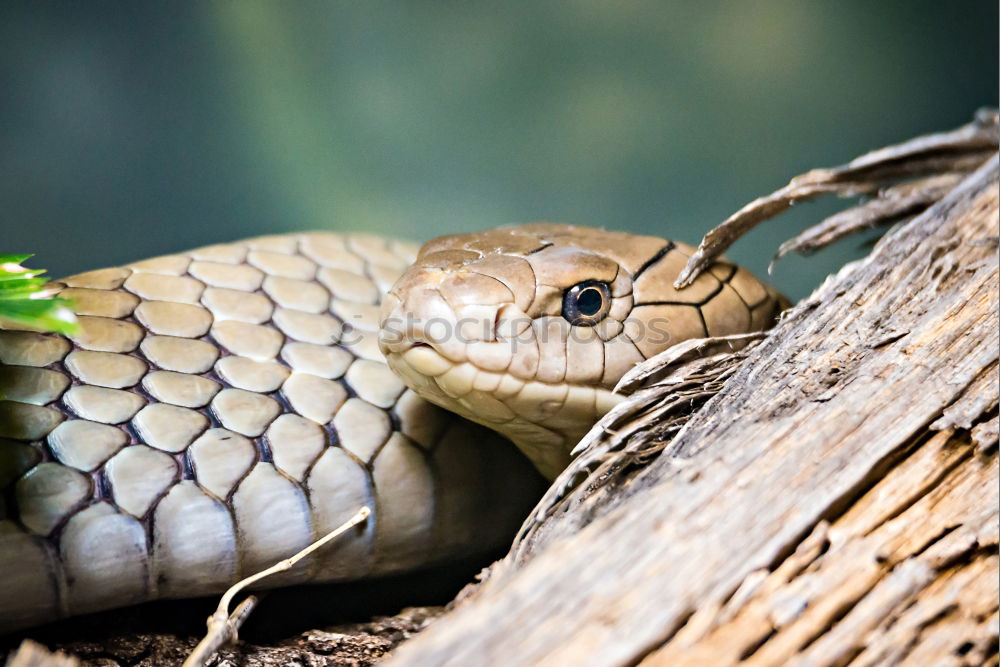 Similar – Vipera ammodytes showing its fangs