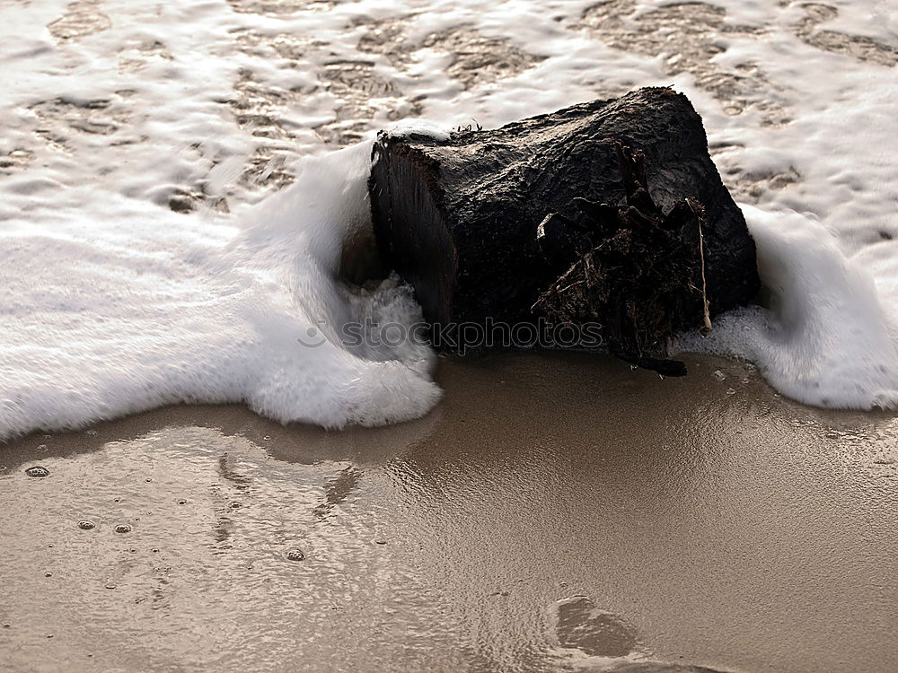 Similar – beach shell Mussel Beach