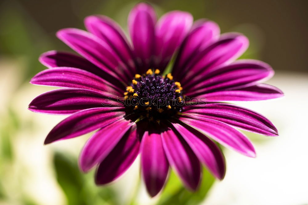 Similar – Foto Bild Blümchen, die zweite Blume