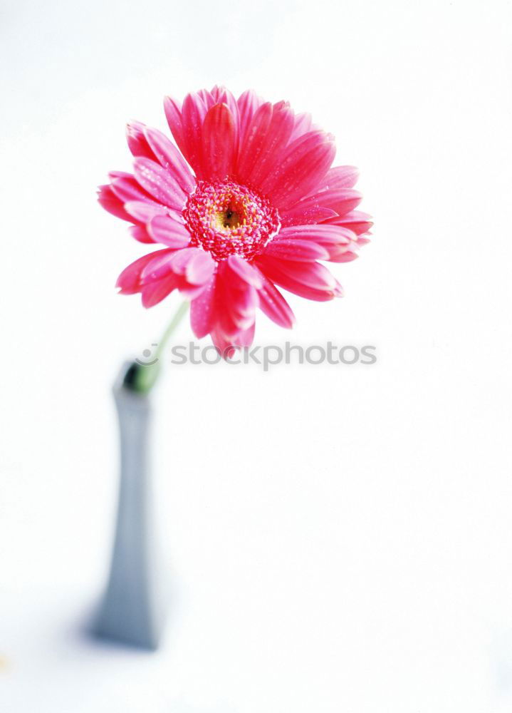 Similar – magenta flower II Blume