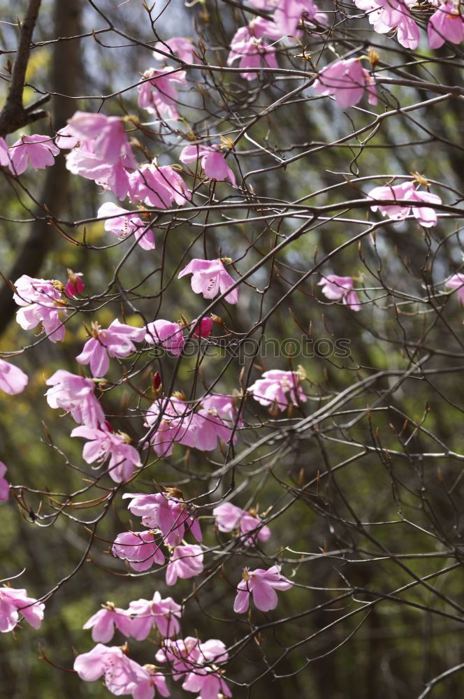 Similar – Image, Stock Photo flowering broom heather