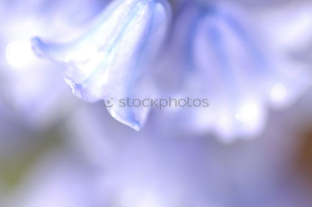 Similar – Delicate Blue Environment