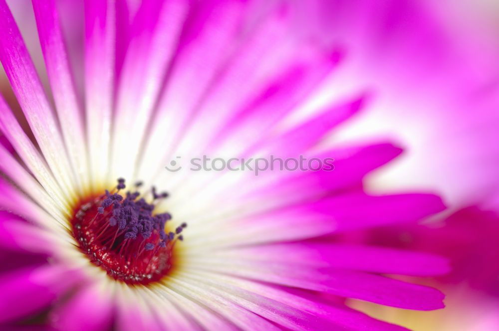 Similar – Image, Stock Photo jewelry basket