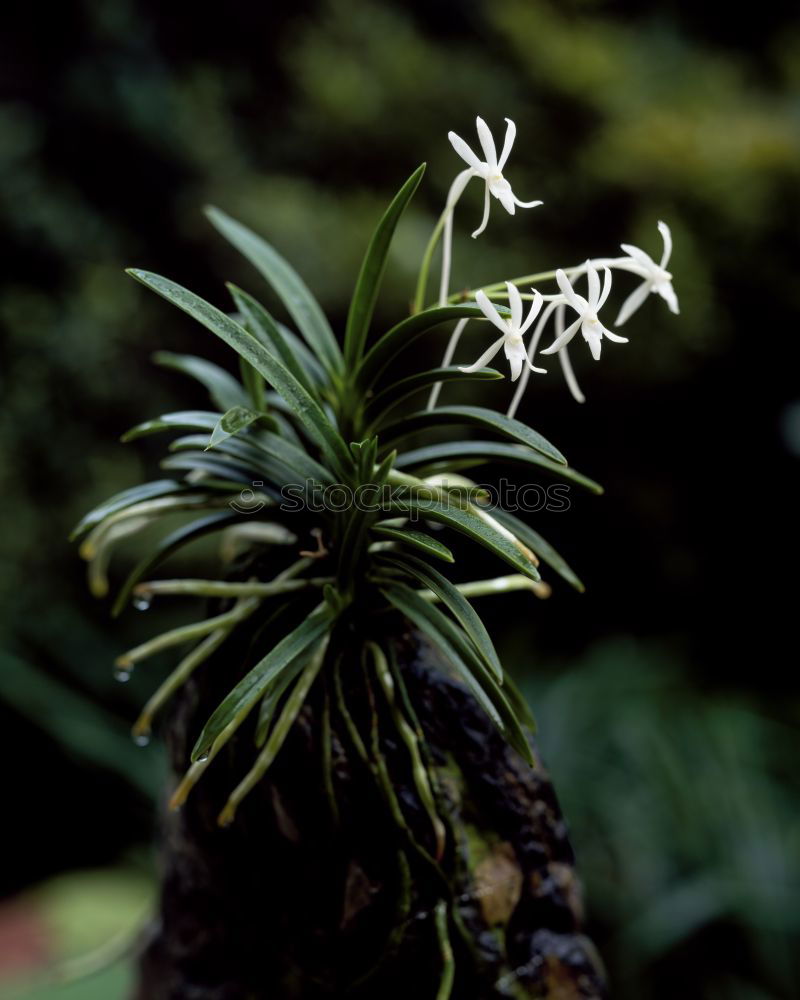 Similar – Image, Stock Photo agave Spring Agave Blossom