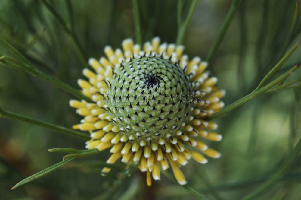 Similar – Yellow in green Nature