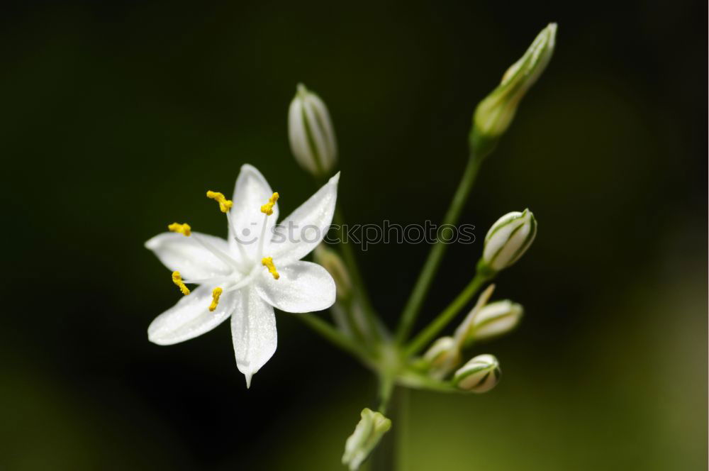 Similar – Image, Stock Photo Flowers 02 Environment