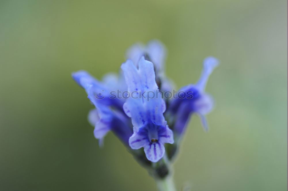 Similar – Blue flower Blossom Detail