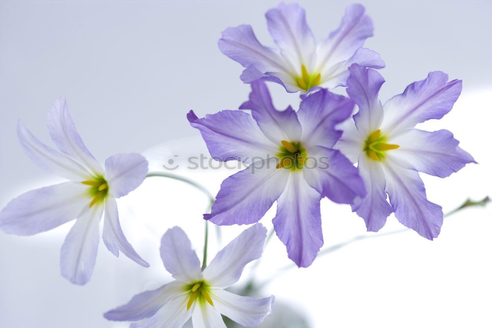 Similar – Image, Stock Photo Blue white striped zebra primroses