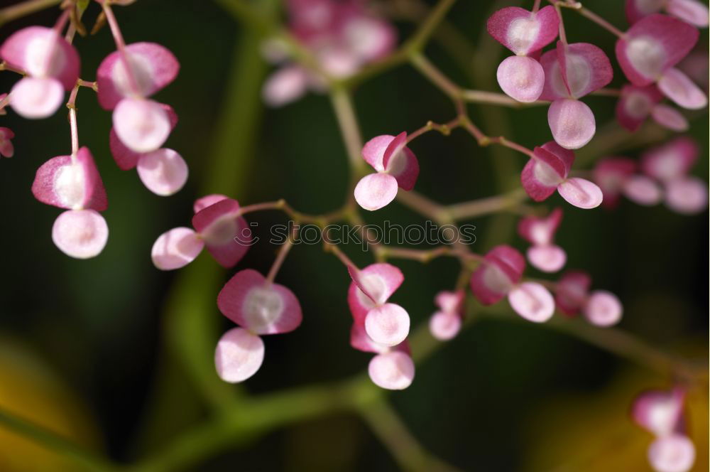 Similar – Foto Bild knospe Blüte Blütenknospen