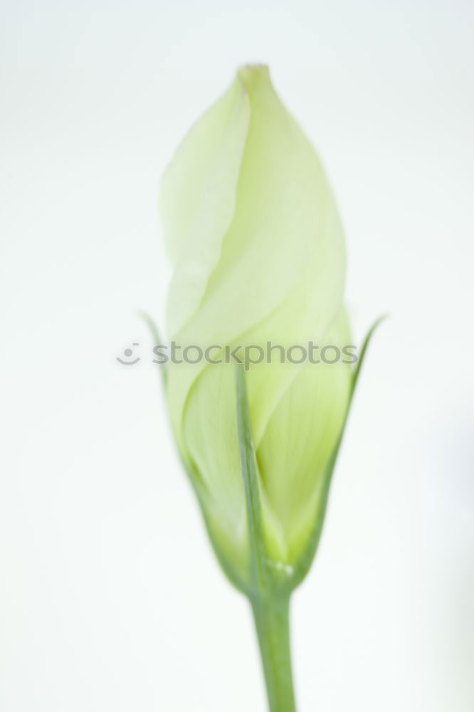 Similar – Image, Stock Photo Yellow Easter Tulip