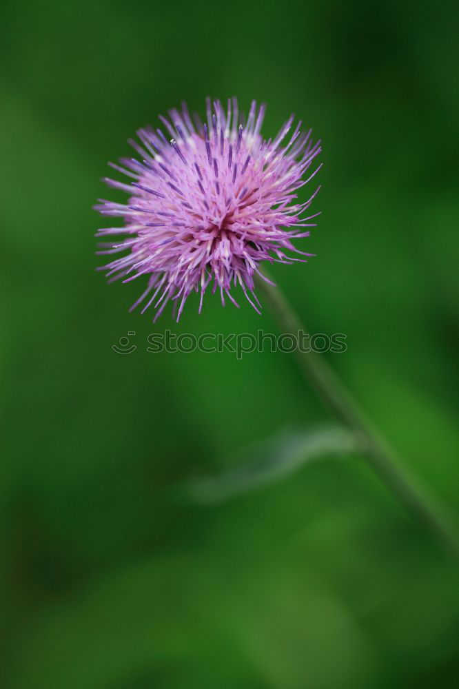 Similar – cornflower Plant Blossom