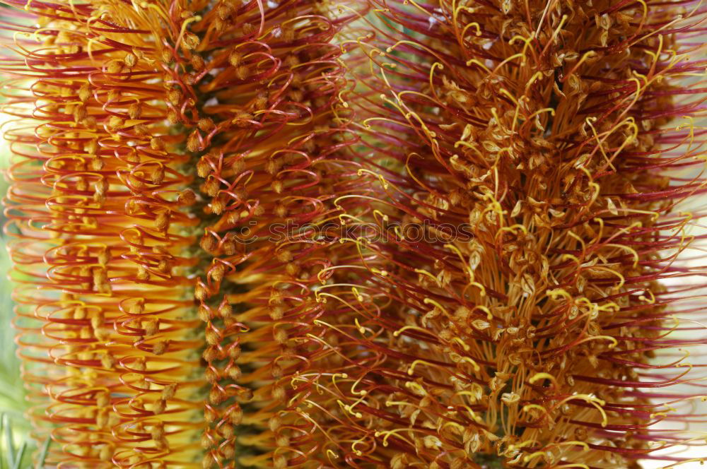 Similar – Close up of a tulip petal