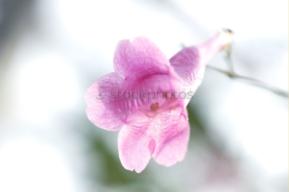 Similar – Foto Bild Aufblühende Rosa Cosmea