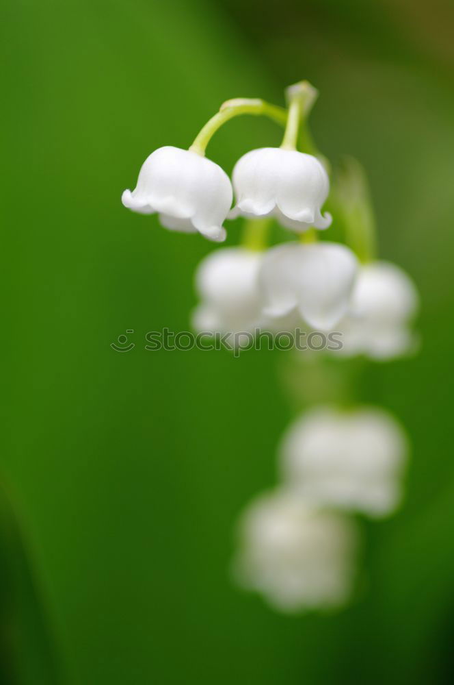 Similar – Image, Stock Photo Single Nature Landscape