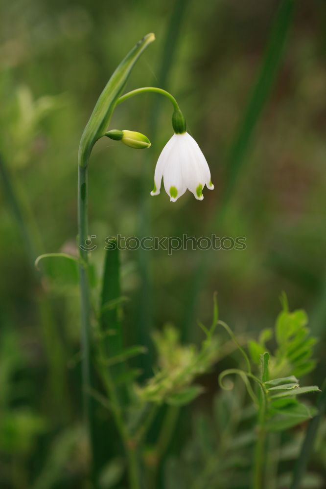 Similar – Image, Stock Photo Nest in the bush (anemone)