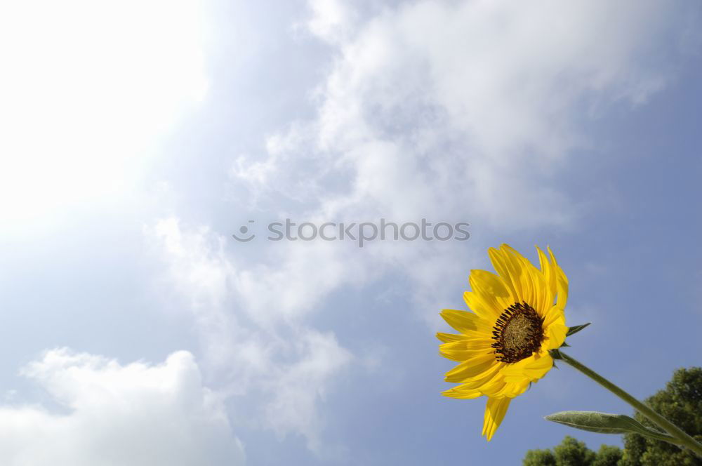 Similar – Image, Stock Photo Mallorcan flower Flower