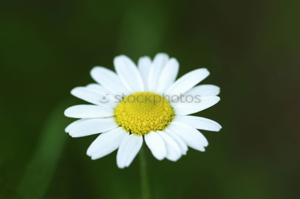 Similar – Gänseblume Gänseblümchen